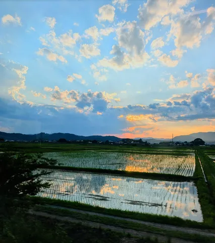 水田に映る空、静寂の夕暮れ