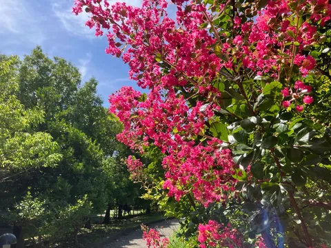 夏の訪れ、鮮やかな花と青空