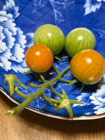 赤と緑のコントラスト、ミニトマト