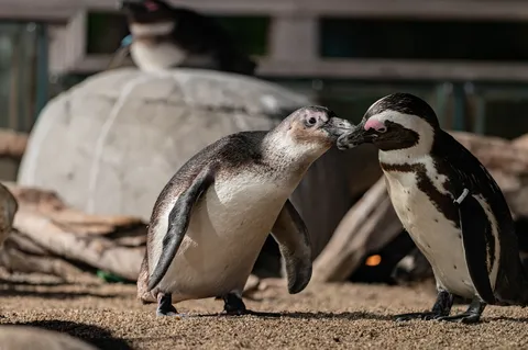 ペンギンたちの真剣な顔合わせ