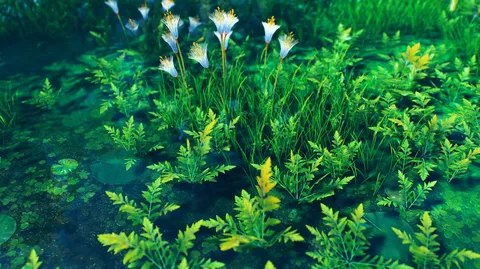 水辺の蒼い草原風景