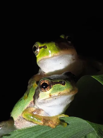 夜の闇に浮かぶ緑の瞳