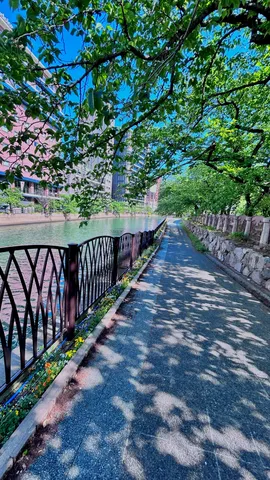 川沿いの緑陰散歩道