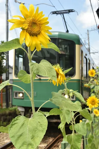 ひまわり越しのローカル線