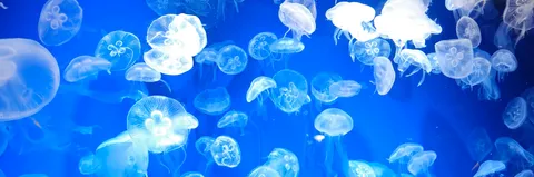 青き海を漂うクラゲたちの宴