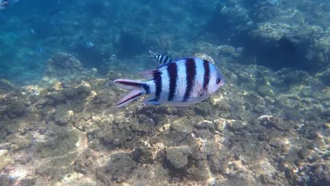 僕だよぉ