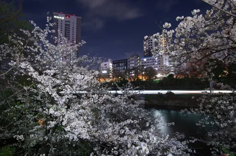 桜が包む夜の水辺