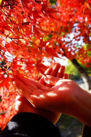 紅葉の葉と手の灯火