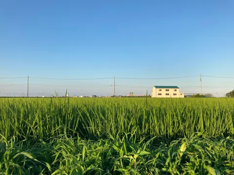 青空と緑の絨毯、絵画のような風景