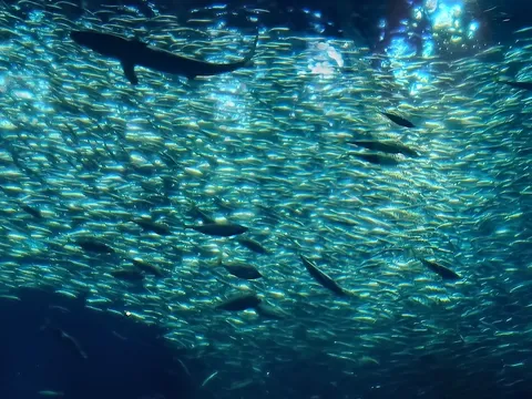 光差し込む深海