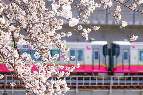 桜とピンクの共演