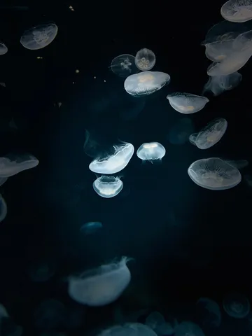 深海に漂う光のクラゲたち