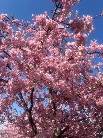 満開の桜、青空に映える