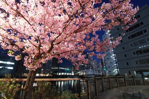 都会の夜を彩る満開の桜