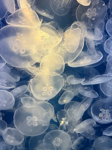 クラゲのゆらめき、光の海