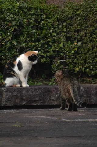垣根越しの猫会議