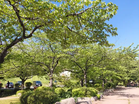 新緑の木漏れ日
