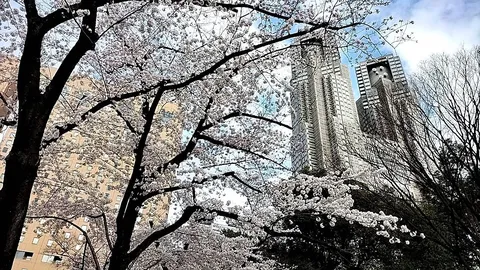 桜越しの都会の午後