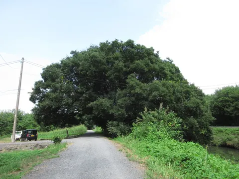 木漏れ日と生活道路