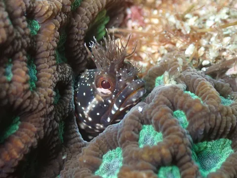 サンゴに隠れる宝石のような魚