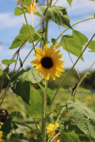 夏の青空とひまわり