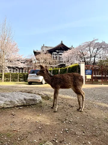 春を待つ鹿、古都の風景