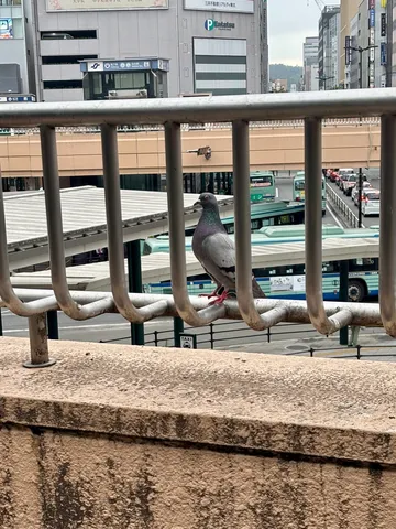都会の片隅、鳩の静寂