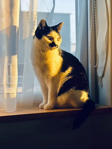 窓辺に差し込む猫の斜光