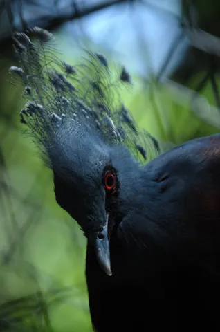 深紅の瞳、漆黒の羽根