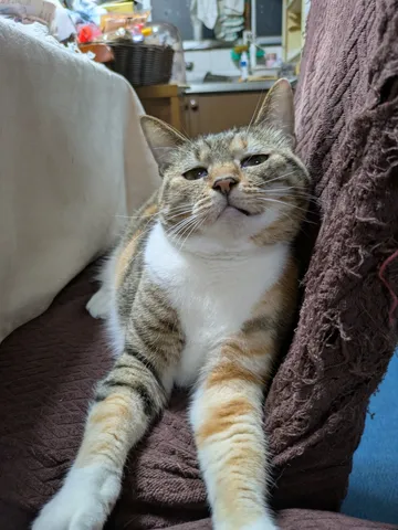 くつろぎモード全開の猫様