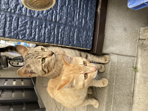 寄り添う路地裏の猫たち