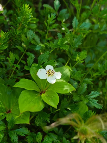 緑に咲く可憐な白花