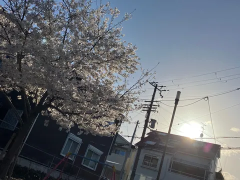 電線と桜、春のコントラスト