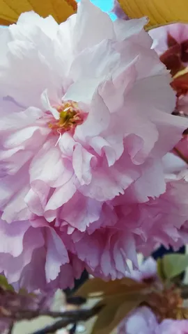 桜色の夢、儚い光
