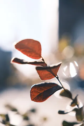 紅葉の葉脈、光の芸術
