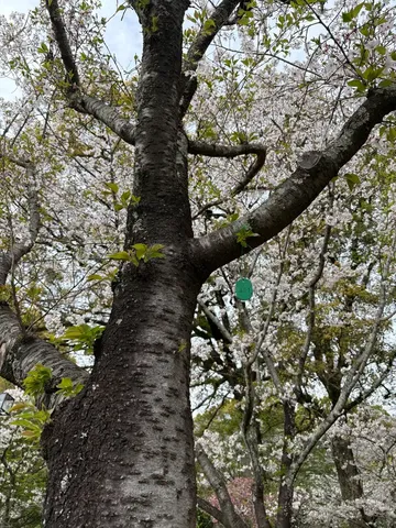 古木と桜の美しい春景色