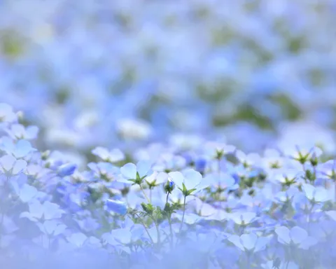 優しい水色の花畑