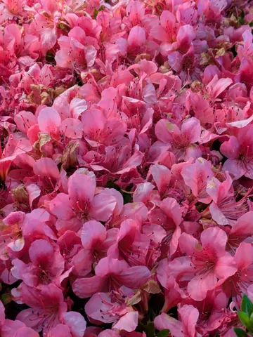 ピンクの花の絨毯