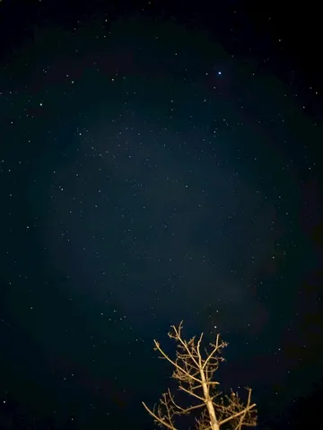 星降る夜に佇む、枯れ枝のシルエット
