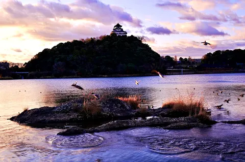 夕暮れ、湖畔に舞う鳥たち