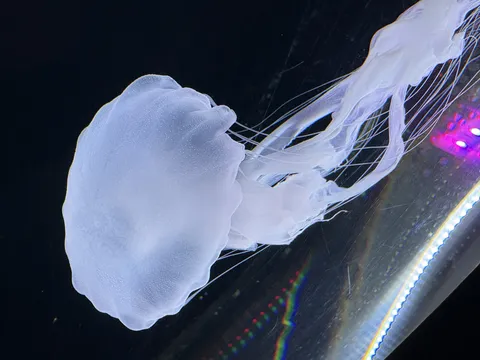 暗闇に浮かぶ神秘的なクラゲ