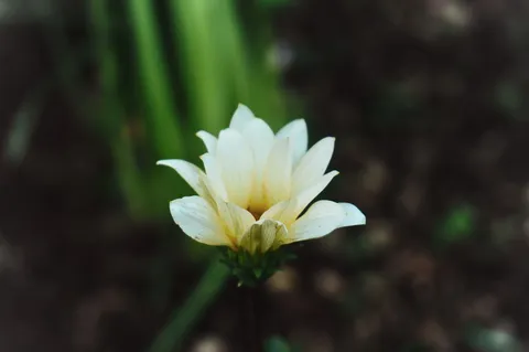 薄光に浮かぶ花の瞬き