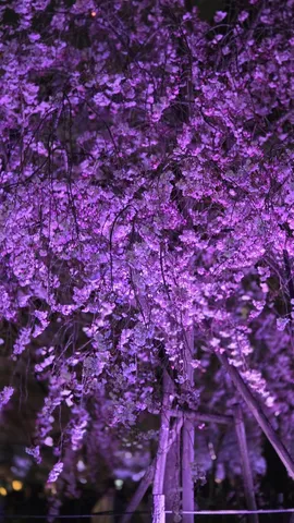 紫に染まる夜桜
