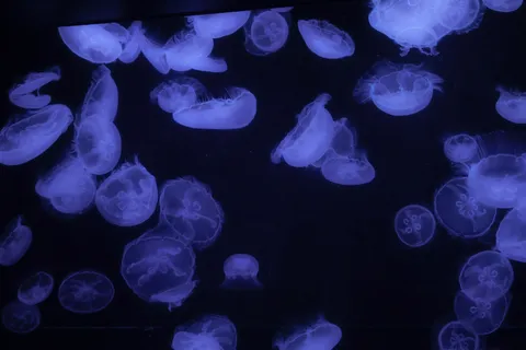 幻想的な青い光の海