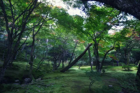 深緑の木々が誘う庭