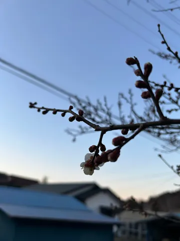 蕾の群れから、お先に失礼！