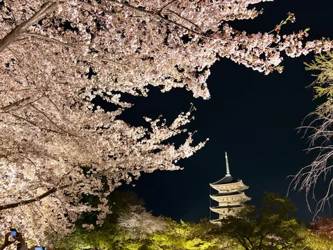 夜空を縁取る桜と塔