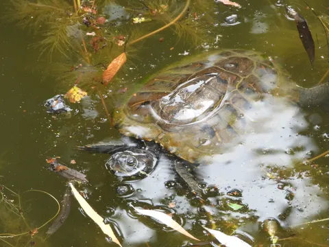 水面に映る二つの命