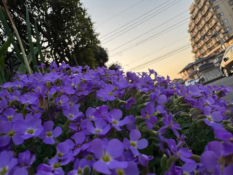 夕暮れに咲く紫の花