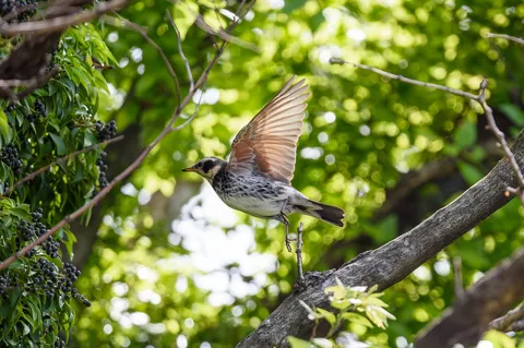 葉陰に佇む、羽を広げる鳥
